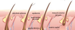 anatomia-pelo-764664998